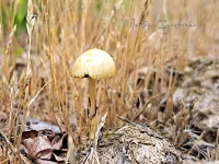 Stropharia`s [Strophariaceae]